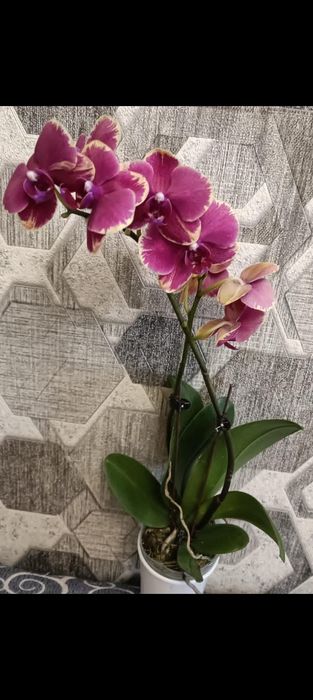 Орхидея! Орхидея!