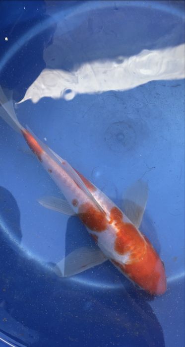 Crapi koi voalati preturi mici