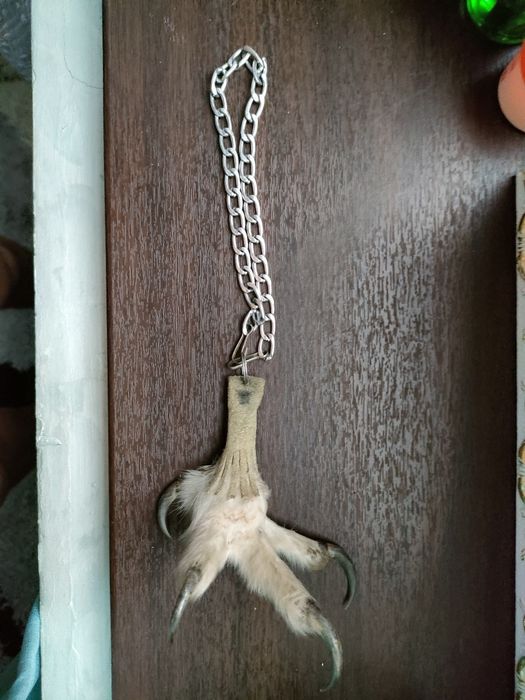 Продам лапу Совы