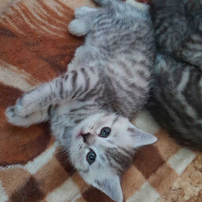 Прямоухие британские котята