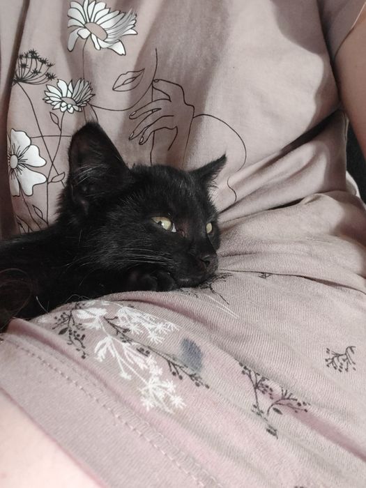 Котенок мальчик ищет дом