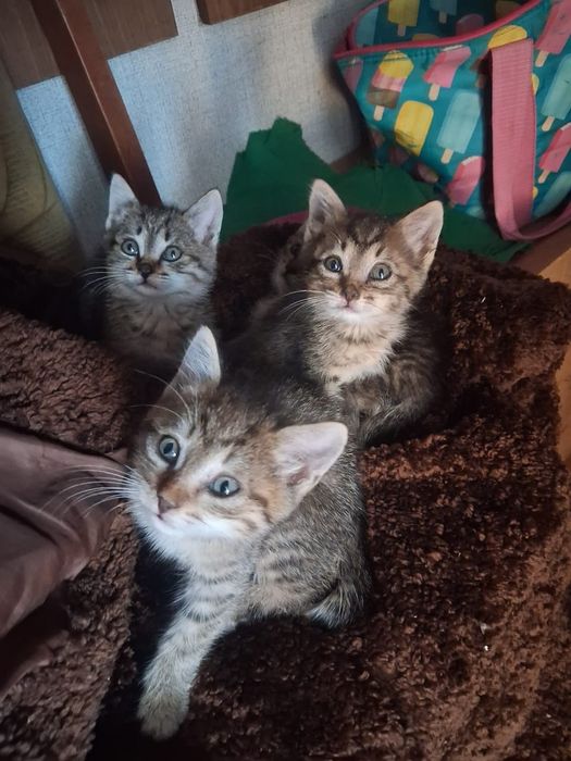Самые красивые котята