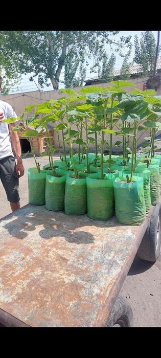 Павловния Шанг тонг