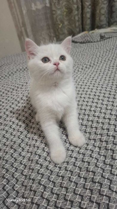 Oq  Mushukcha qiz Judayam aqilli
