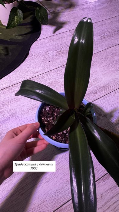 Комнатные растения