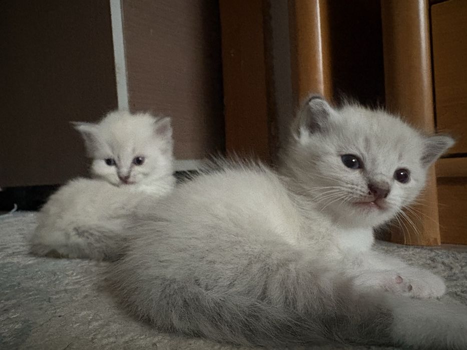 Продается кошки цена 10 тыс