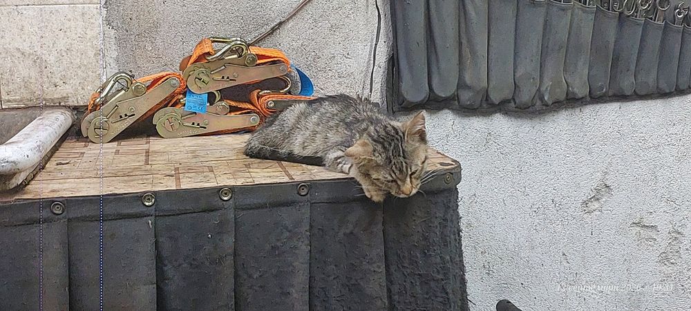Подарявам малко женско коте