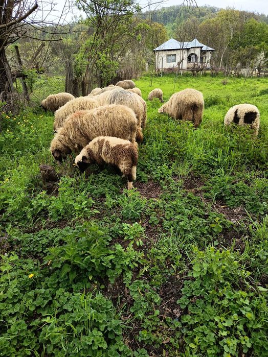 Oi și mieluțe de vânzare oile sunt și cu lapte și sterpe iar mieluțele au un an pe28 aprilie