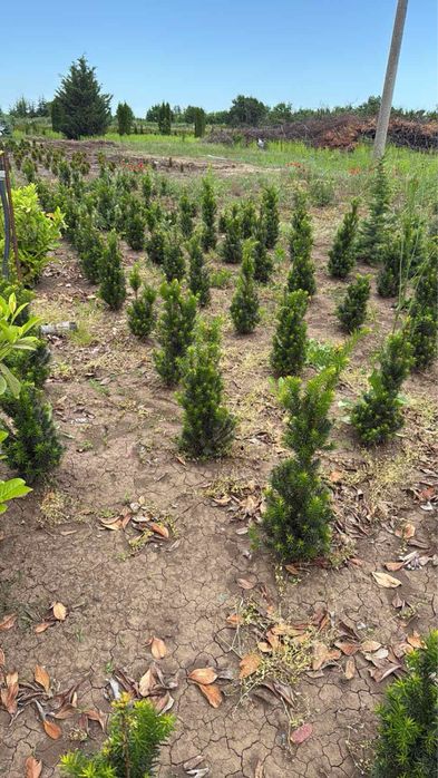 Лигуструм и сабини!