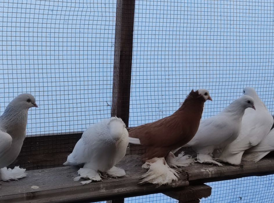Продам голубей персов