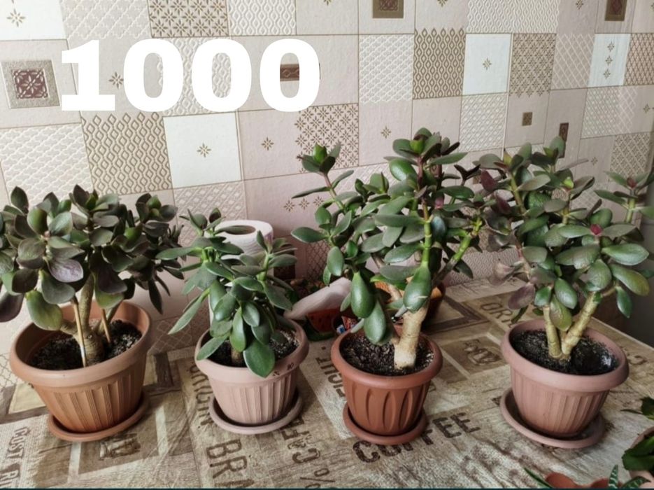 Продам цветы комнатные