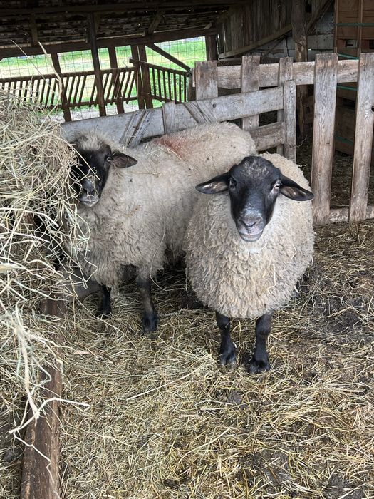 De vanzare doi berbeci un suffolk si un cap negru german