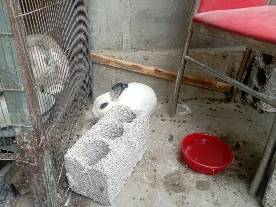 Продам 3 кролика породистые