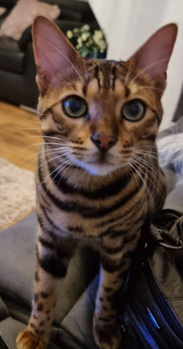 Продам бенгальских кошек