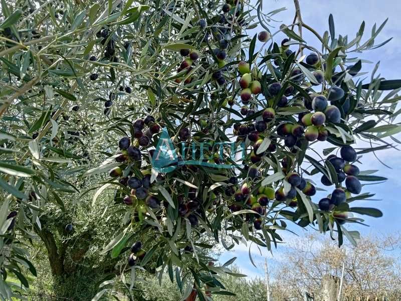 Парцел 1437м2 и75 маслинови дървета с.Волви, Аспровалта Гърция, с вода