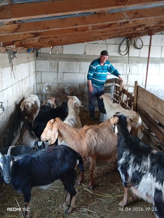 Vînd 9 capre Românești