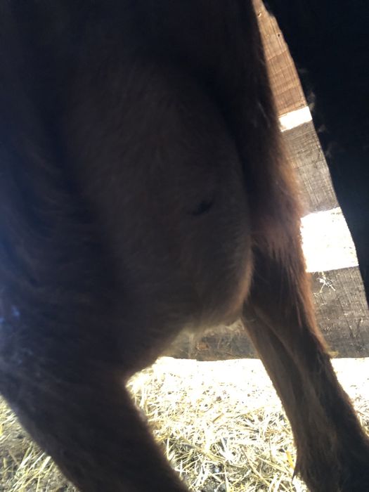 Lapte de capra natural