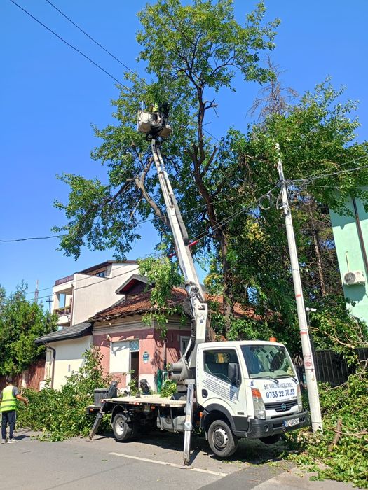 Taiere/toaletare copaci cu alpinisti program 24/7