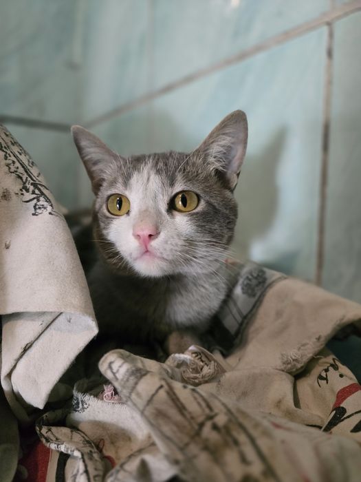 Котёнок мальчик.