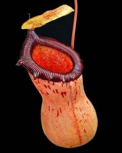 Nepenthes Ventricosa x Sibuyanensis | Planta Carnivora Urcior