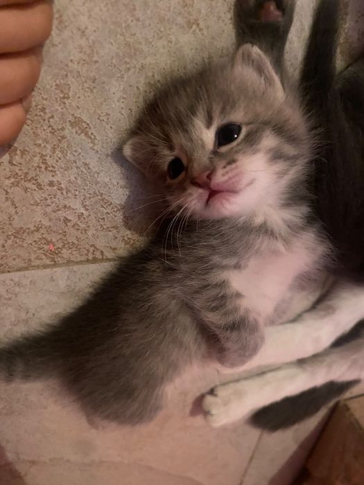 Котята отдам в хорошие руки