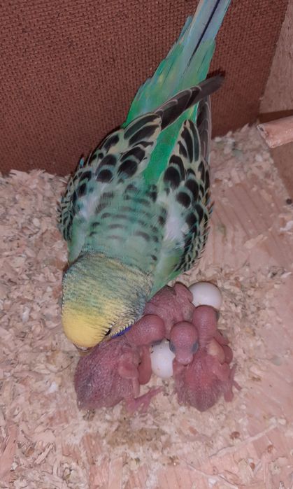 Peruși Peruși Peruși