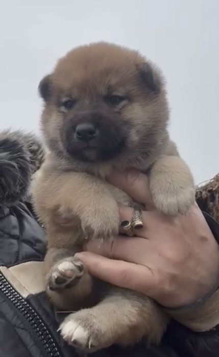 Сиба ину щенки продам