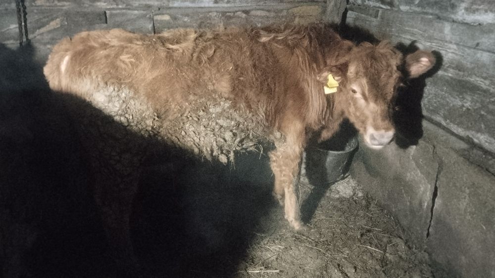 3 бычка 1 телочка