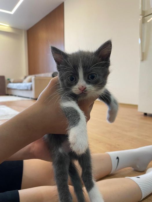Отдам котенка бесплатно!