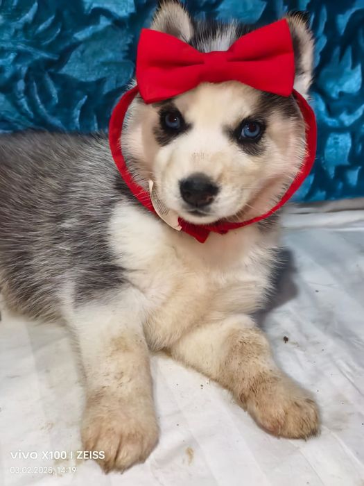 Очаровательные щенки сибирской хаски.