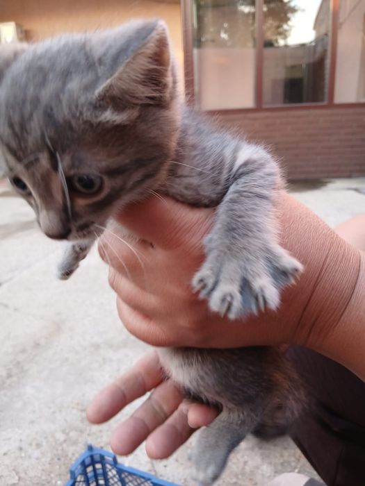 Отдам двух котят в добрые руки