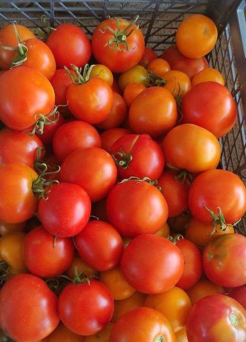Продам дачные помидоры