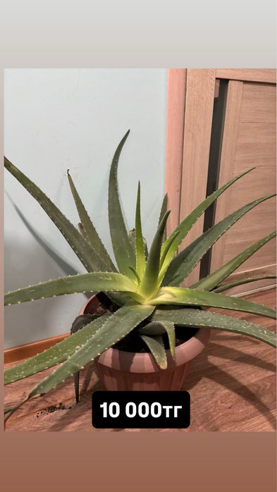 Продам Алоэ Вера. Лечебный.