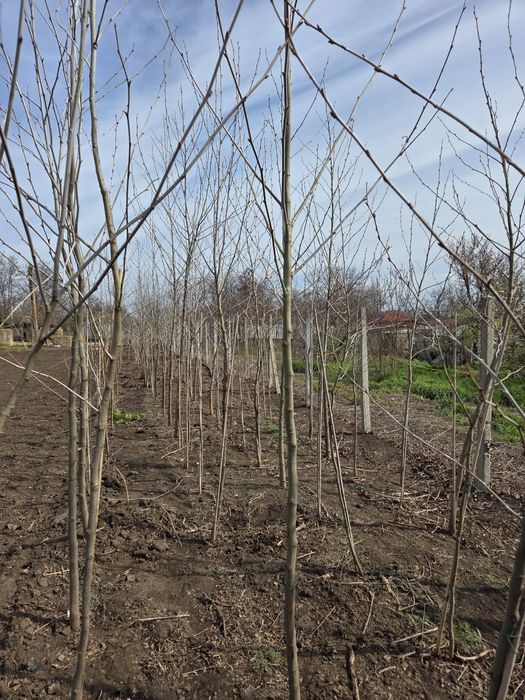 Mesteacăn Tei Platani Brazi