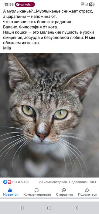 Отдам котят в хорошие руки