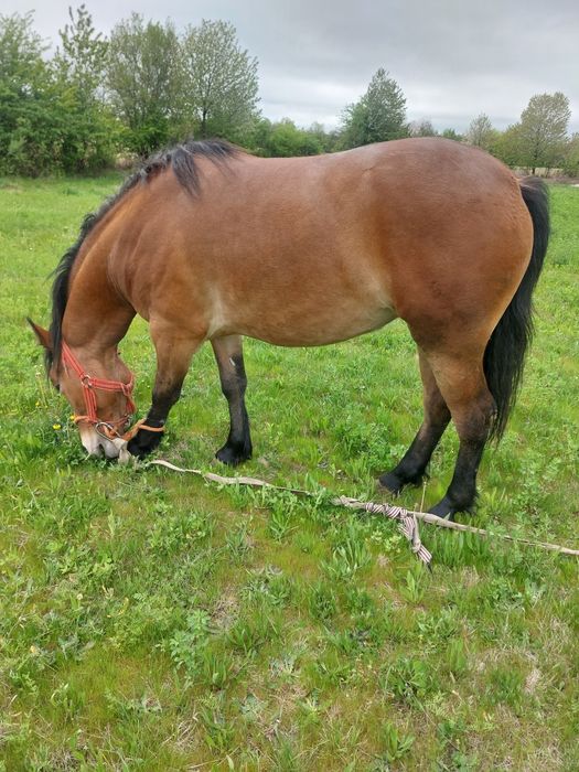 Vând manza semigrea !