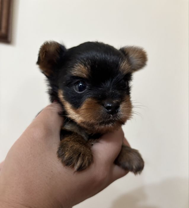 Мини йорки момченце