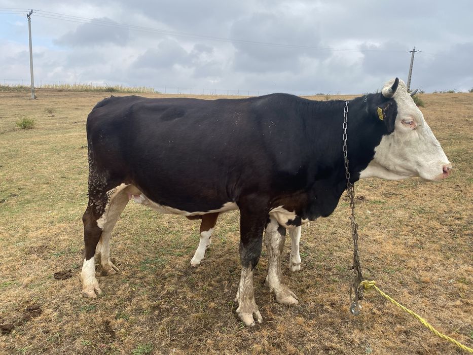 Vaca de vanzare