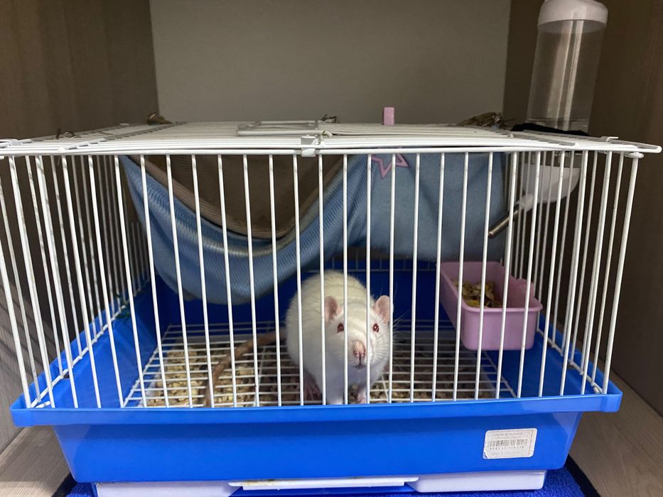 Отдам крысу в добрые руки