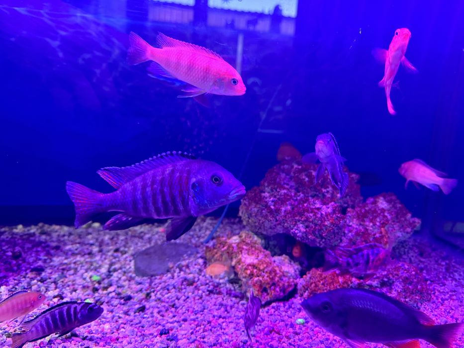 Продам рыб аквариумных