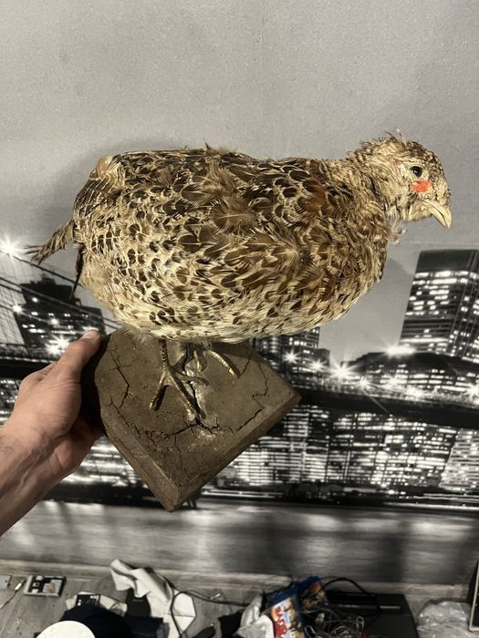 Препарирана Птица (добро състояние)