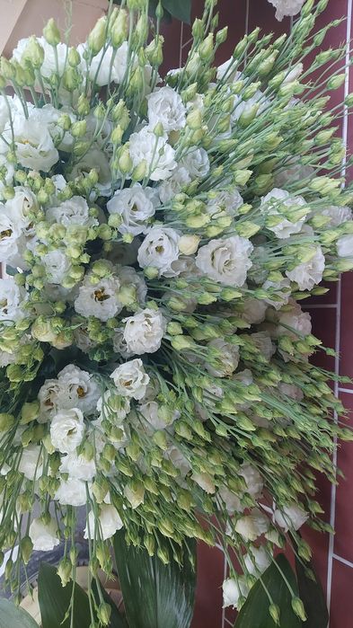 Lisianthus flori tăiate de vânzare
