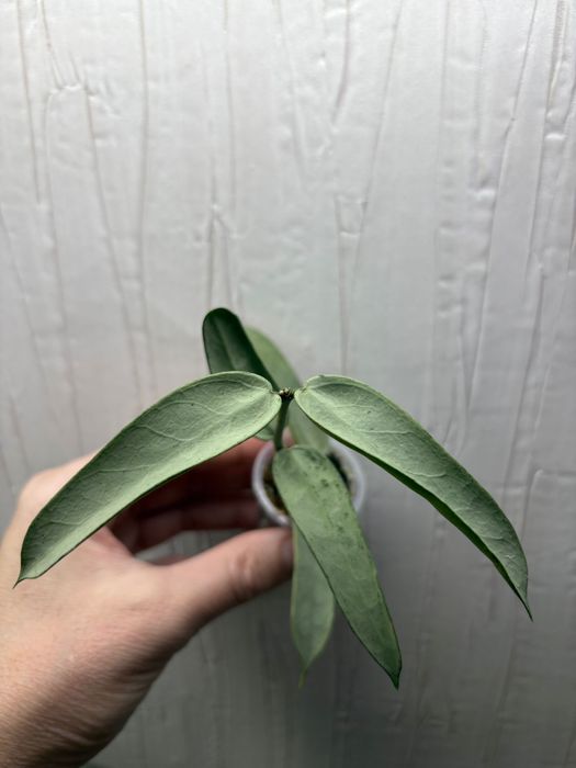 Хойи,  излишки,  разные сорта