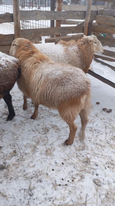 Продаются бараны. Қойлар сатылады.