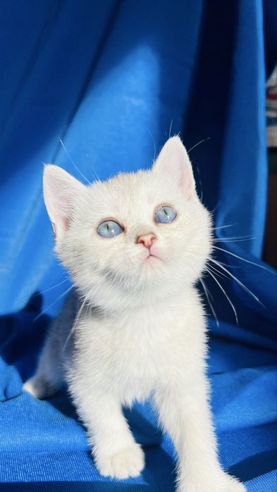 Чистокровные британские серебристые шиншиллы