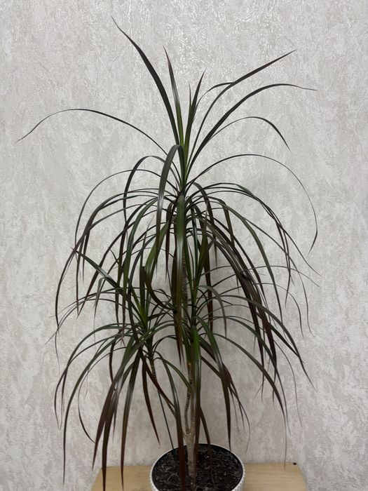 Продам комнатный цветок Драцена