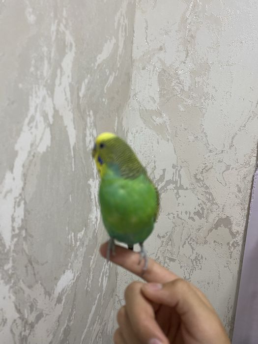 Продам двух волнистых попугаев.