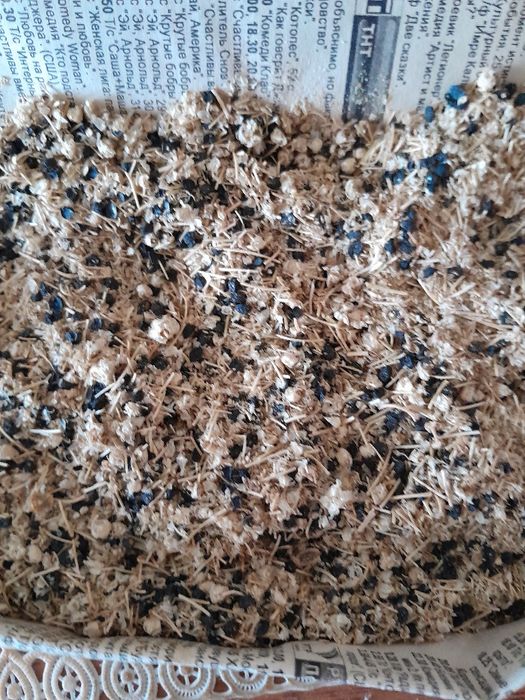 Продам семена укропа, семена лука- чернушки