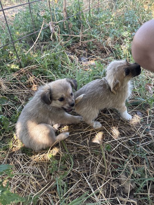 Dau catei spre adoptie