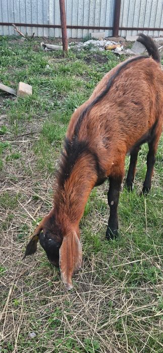 Козы разных пород